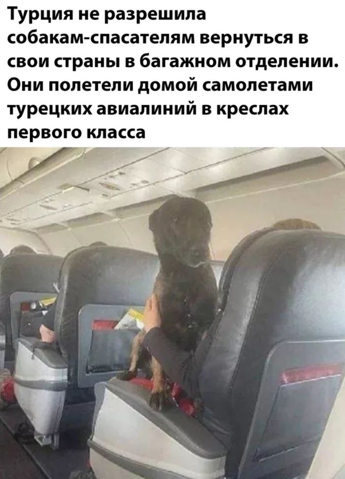 Турция не разрешила собакам-спасателям вернуться в свои страны в багажном отделении. Они полетели домой самолетами турецких авиаалинй в креслах первого класса
