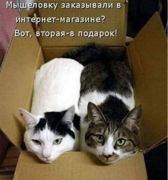 Мышеловку заказывали в интернет-магазине? Вот, вторая-в подарок!