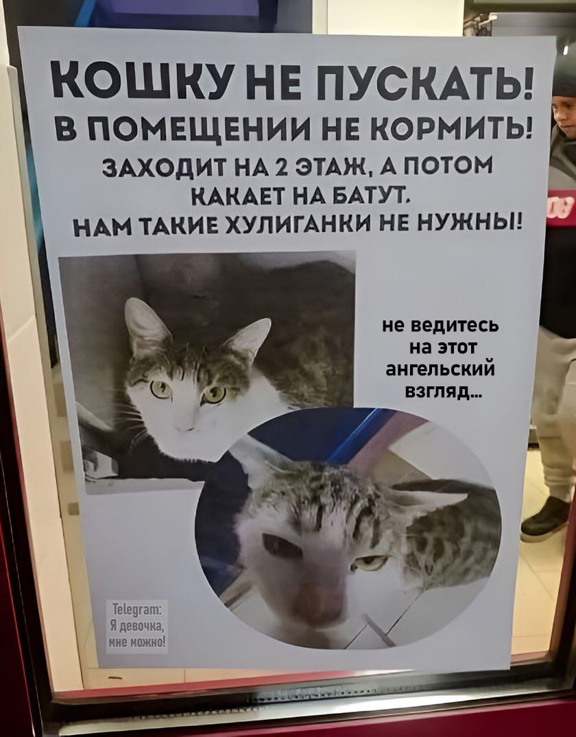 КОШКУ НЕ ПУСКАТЬ!
В ПОМЕЩЕНИИ НЕ КОРМИТЬ!
ЗАХОДИТ НА 2 ЭТАЖ, А ПОТОМ КАКАЕТ НА БАТУТ.
НАМ ТАКИЕ ХУЛИГАНКИ НЕ НУЖНЫ!

не ведитесь на этот ангельский взгляд...

Telegram: Я девочка, мне можно