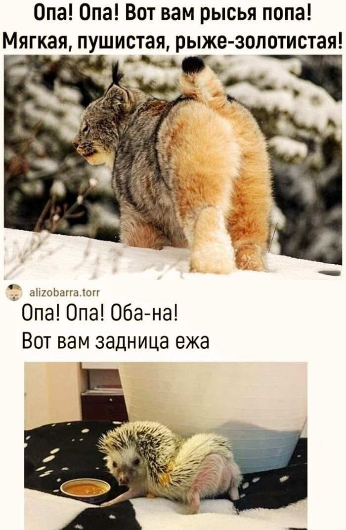 Опа! Опа! Вот вам рыся попа! Мягкая, пушистая, рыже-золотистая!
Опа! Опа! Оба-на! Вот вам задница ежa