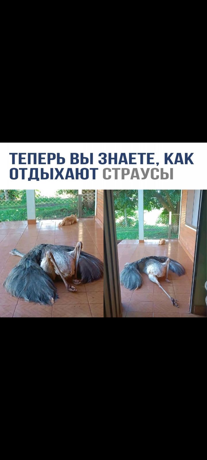 ТЕПЕРЬ ВЫ ЗНАЕТЕ, КАК ОТДЫХАЮТ СТРАУСЫ