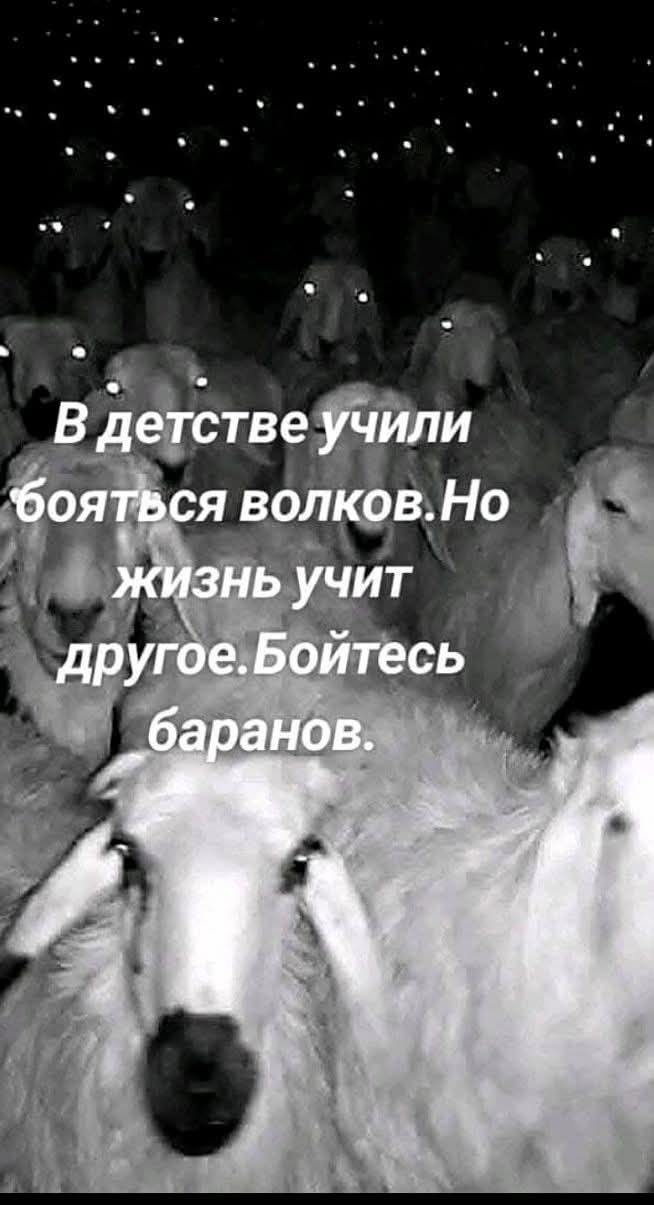 В детстве учили бояться волков. Но жизнь учит другое. Бойтесь баранов.