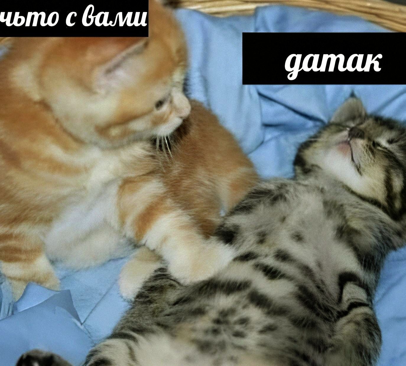 что с вами датак