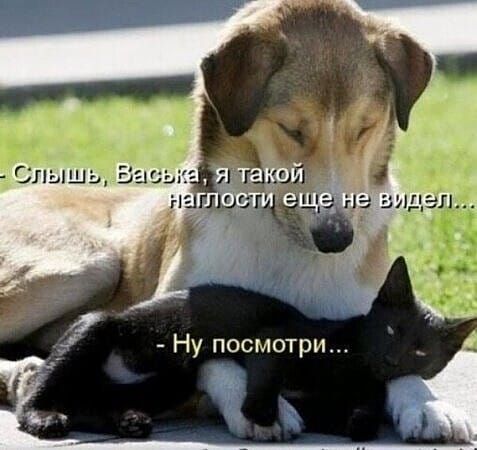 Слышь, Васька, я такой напасти еще не видел... - Ну посмотри...