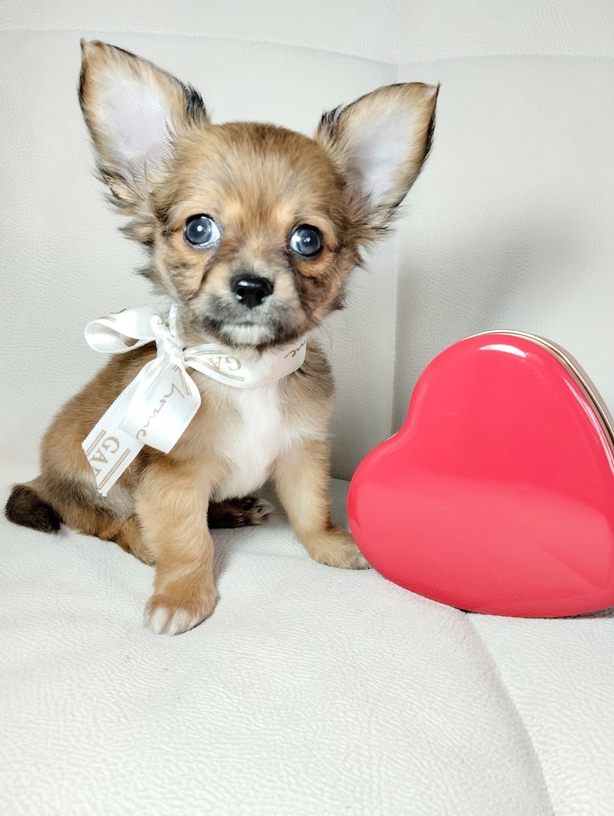 Щенок чихуахуа с белой лентой и розовым сердцем на белом фоне