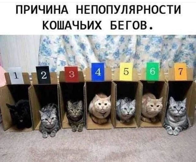ПРИЧИНА НЕПОПУЛЯРНОСТИ КОШАЧЬИХ БЕГОВ.