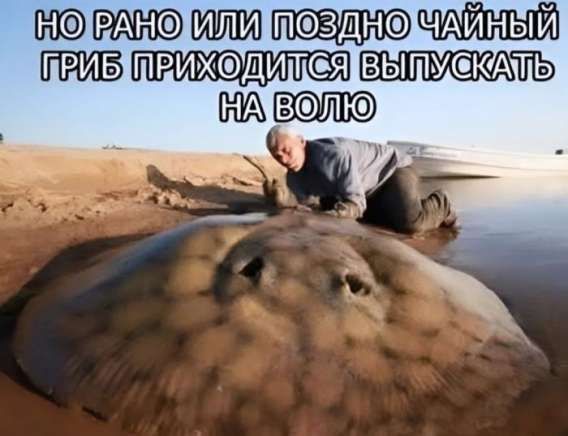 НО РАНО ИЛИ ПОЗДНО ЧАЙНЫЙ ГРИБ ПРИХОДИТСЯ ВЫПУСКАТЬ НА ВОЛЮ