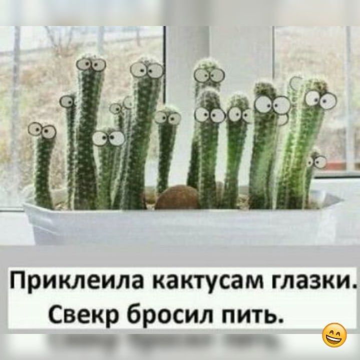 Приклеила кактусам глазки. Свекр бросил пить.