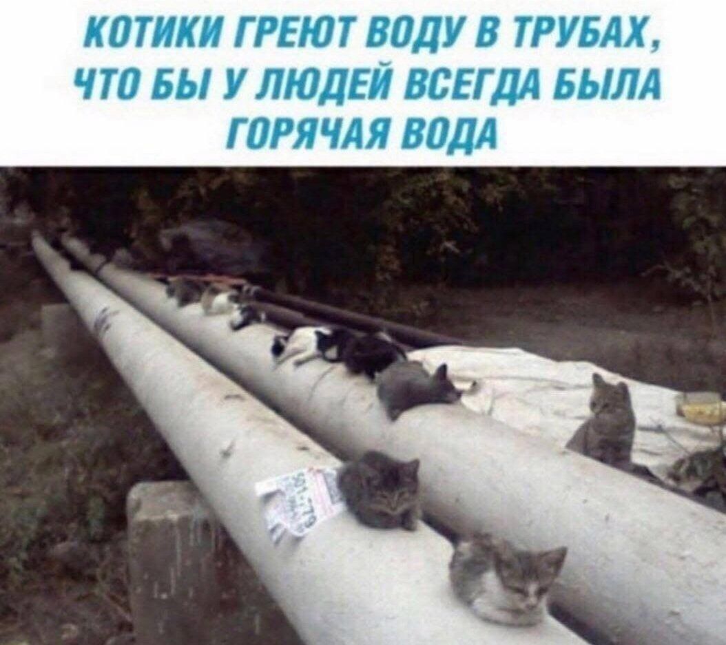КОТИКИ ГРЕЮТ ВОДУ В ТРУБАХ, ЧТО БЫ У ЛЮДЕЙ ВСЕГДА БЫЛА ГОРЯЧАЯ ВОДА