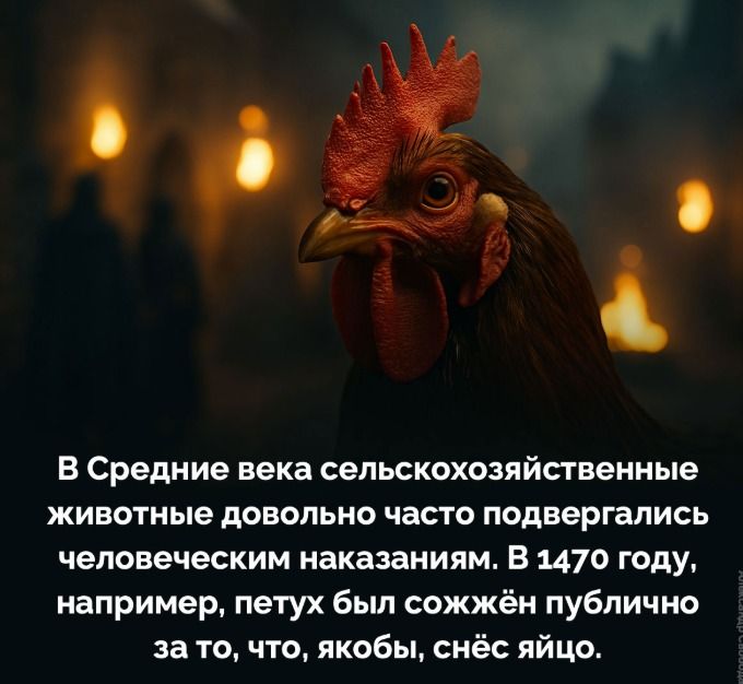 В Средние века сельскохозяйственные животные довольно часто подвержались человеческим наказаниям. В 1470 году, например, петух был сожжён публично за то, что, якобы, сёс яйцо.