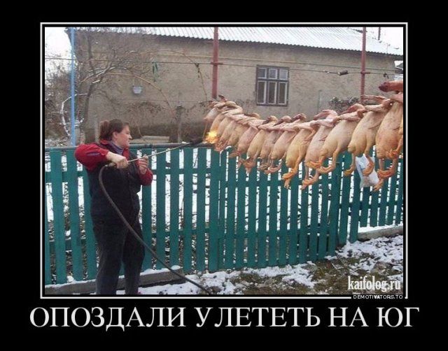 Опоздали улететь на юг