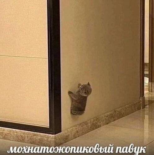 мохнатожопиковый павук