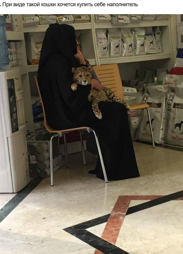 При виде такой кошки хочется купить себе наполнитель