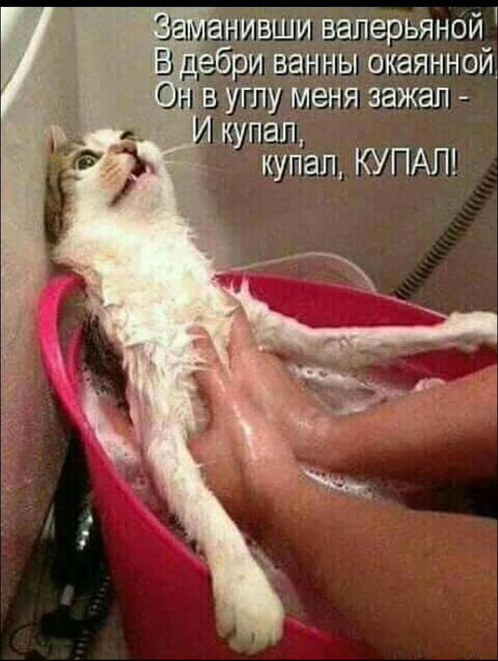 Заманивши валерьяной\nВ Debри ванны океанной\nОн в угол меня зaжал -\nИ купал, купал, КУПАЛ!