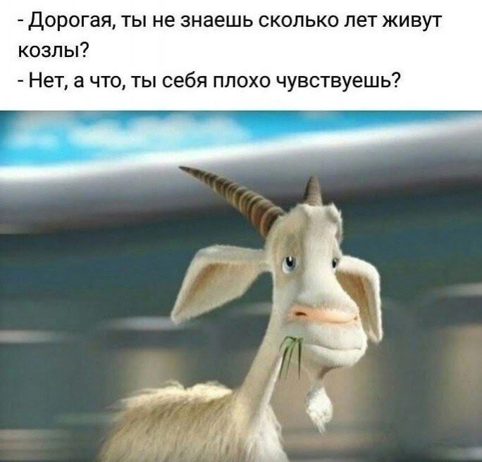 - Дорогая, ты не знаешь сколько лет живут козлы?
- Нет, а что, ты себя плохо чувствуешь?