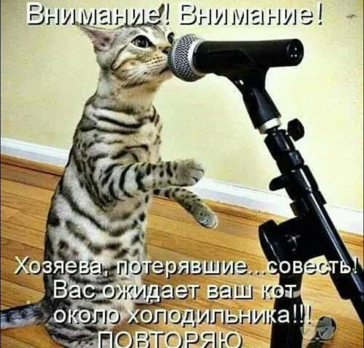 Внимание! Внимание! 
Хозяева, потерявшие совесть! Вас ожидает ваш кот около холодильника!! Повторяю