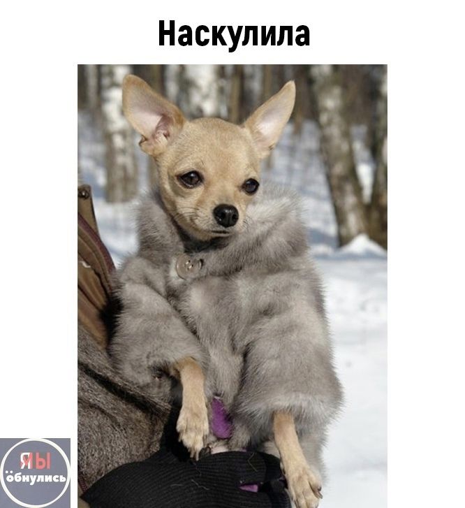 Наскупила