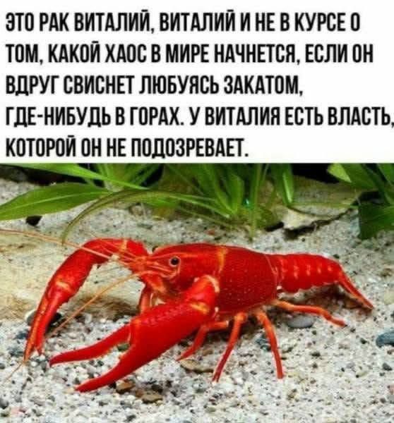 ЭТО РАК ВИТАЛИЙ, ВИТАЛИЙ И НЕ В КУРСЕ О ТОМ, КАКОЙ ХАОС В МИРЕ НАЧНЕТСЯ, ЕСЛИ ОН ВДРУГ СВИСТНЕТ ЛЮБУБУЗ ЗАКАТОМ, ГДЕ-НИБУДЬ В ГОРАХ. У ВИТАЛИЯ ЕСТЬ ВЛАСТЬ, КОТОРОЙ ОН НЕ ПОДОЗРЕВАЕТ.