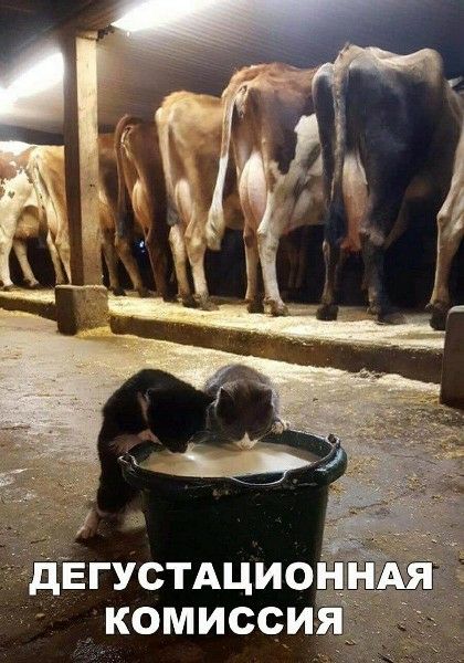 ДЕГУСТАЦИОННАЯ КОМИССИЯ