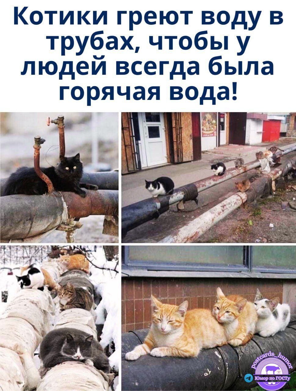 Котики греют воду в трубах, чтобы у людей всегда была горячая вода!