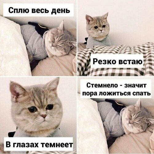 Сплю весь день. Резко встаю. В глазах темнеет. Стемнело - значит пора ложиться спать.