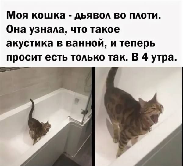 Моя кошка - дьявол во плоти. Она узнала, что такое акустика в ванной, и теперь просит есть только так. В 4 утра.