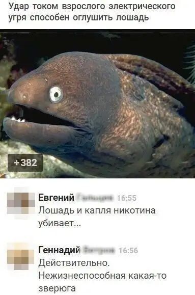 Удар током взрослого электрического угря способен оглушить лошадь

+382

Евгений: Лошадь и капля никотина убивает...

Геннадий: Действительно. Нежизнеспособная какая-то зверяга