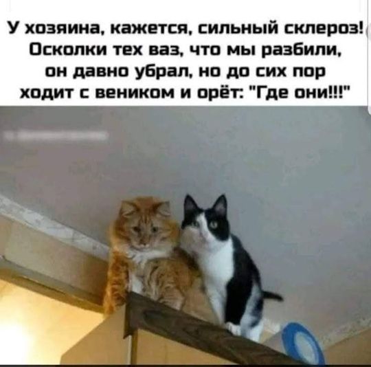 У хозяина, кажется, сильный склероз! Осколки тех ваз, что мы разбили, он давно убрал, но до сих пор ходит с веником и орёт: 