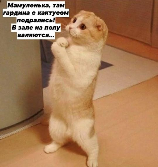 Мамуленька, там гардина с кактусом подрался! В зале на полу валяются...