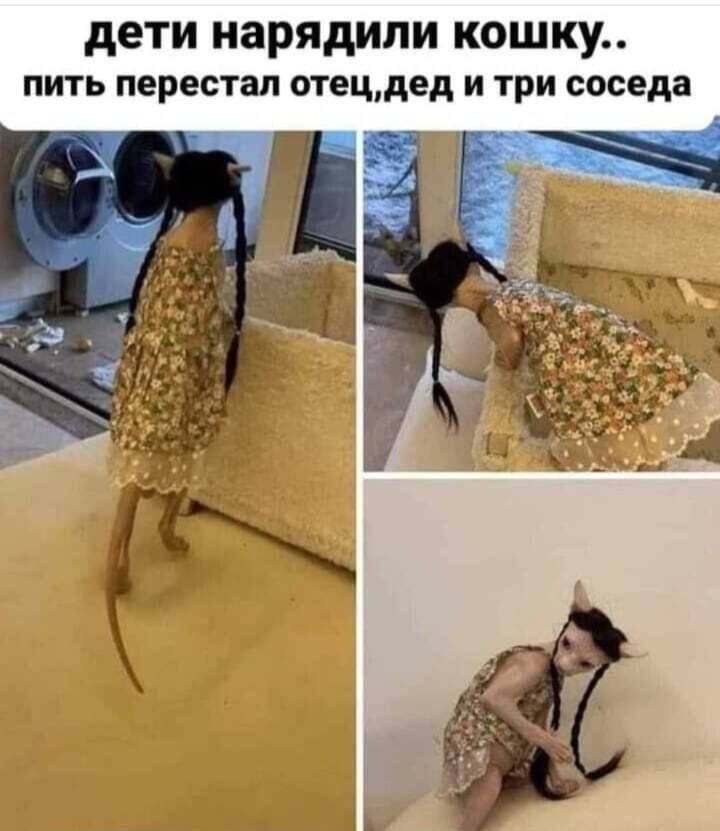 дети нарядили кошку.. пить перестал отец,дед и три соседа