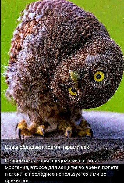 Совы обладают тремя парами век.
Первое веко совы предназначено для моргания, второе для защиты во время полета и атаки, а последнее используется ими во время сна.