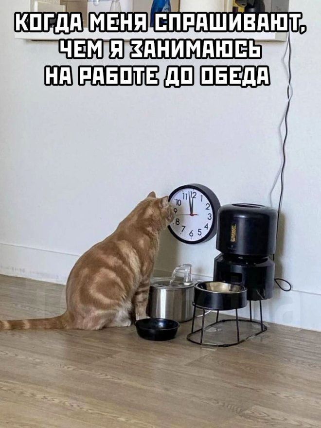 Когда меня спрашивают, чем я занимаюсь на работе до обеда