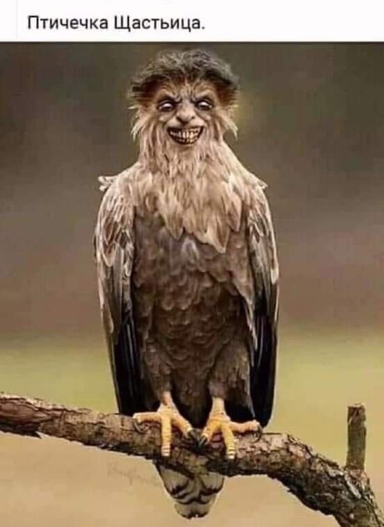 Птичечка Шастыица.