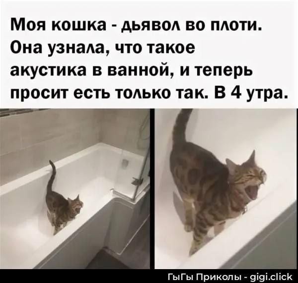 Моя кошка - дьявол во плоти. Она узнала, что такое акустика в ванной, и теперь просит еды только так. В 4 утра.