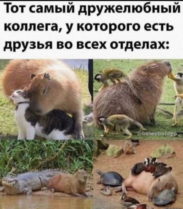 Тот самый дружелюбный коллега, у которого есть друзья во всех отделах: