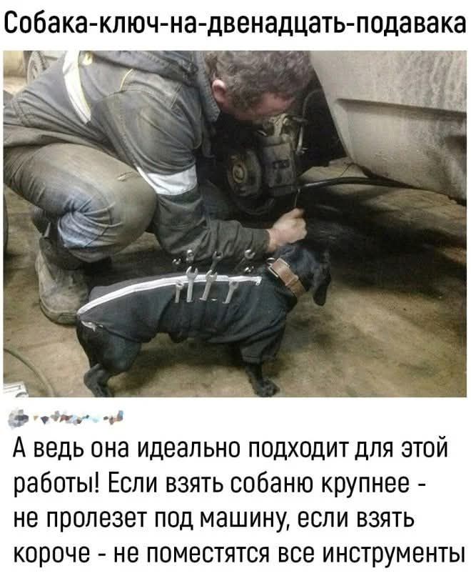 Собака-ключ-на-двенадцать-подaвака
А ведь она идеально подходит для этой работы! Если взять собаку крупнее — не пролезет под машину, если взять короче — не поместятся все инструменты