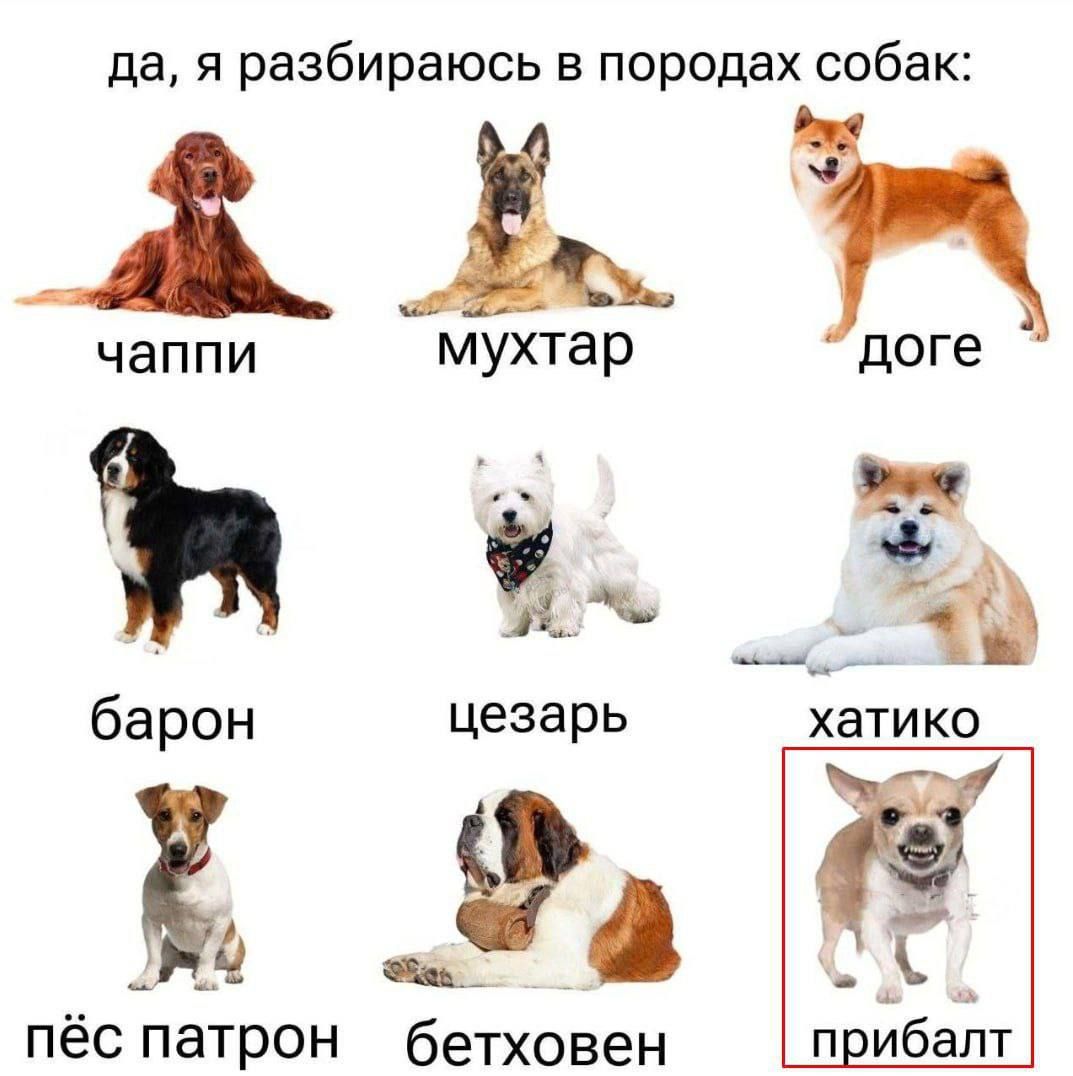 да, я разбираюсь в породах собак:
чаппи    мухтар    доге
барон    цезарь    хатико
пёс патрон    бетховен    прибалт