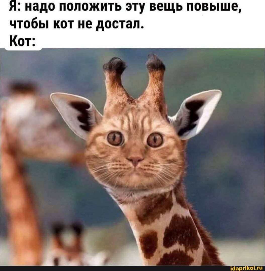 Я: надо положить эту вещь повыше, чтобы кот не достал. Кат: