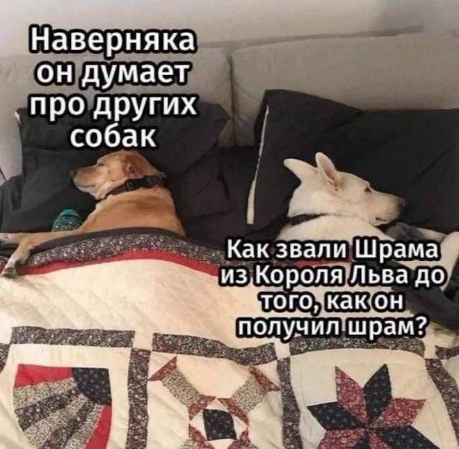 Наверняка он думает про других собак
Как звали Шрама из Короля Льва до того, как он получил шрам?