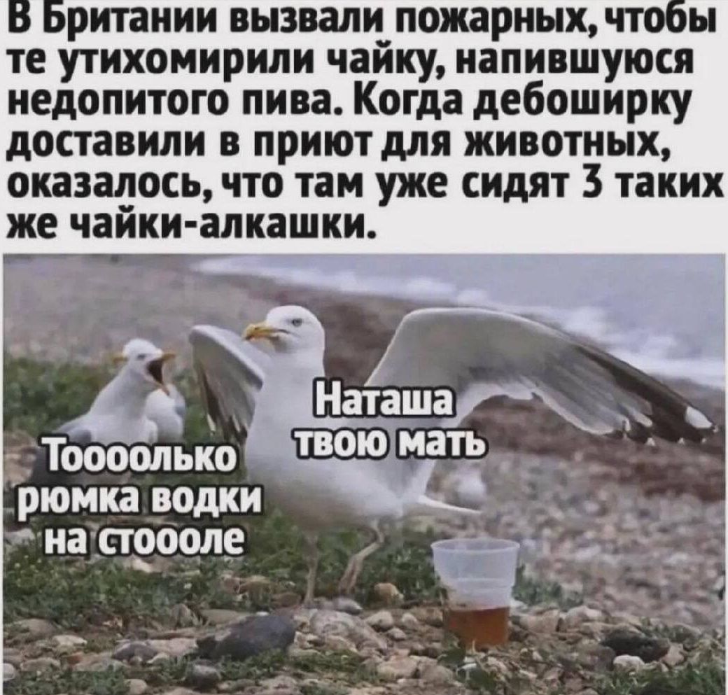 В Британии вызвали пожарных, чтобы те утихомирили чайку, напившуюся недопитого пива. Когда дебоширку доставили в приют для животных, оказалось, что там уже сидят 3 таких же чайки-алкаши. Наташа твою мать