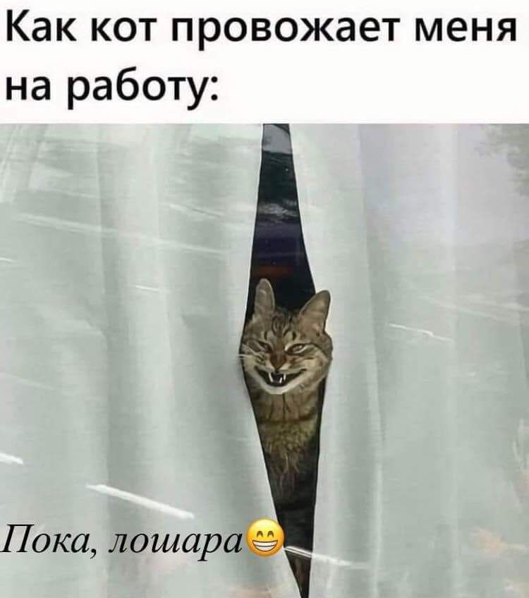 Как кот провожает меня на работу:
Пока, лошара😄