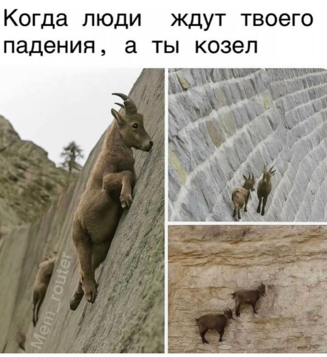 Когда люди ждут твоего падения , а ты козел