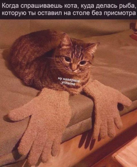 Когда спрашиваешь кота, куда делась рыба, которую ты оставил на столе без присмотра
ну наверно уплыла