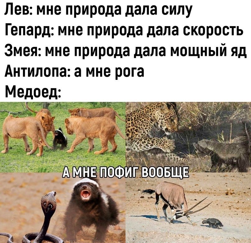 Лев: мне природа дала силу
Гепард: мне природа дала скорость
Змея: мне природа дала мощный яд
Антилопа: а мне рога
Медоед:
А МНЕ ПОФИГ ВООБЩЕ