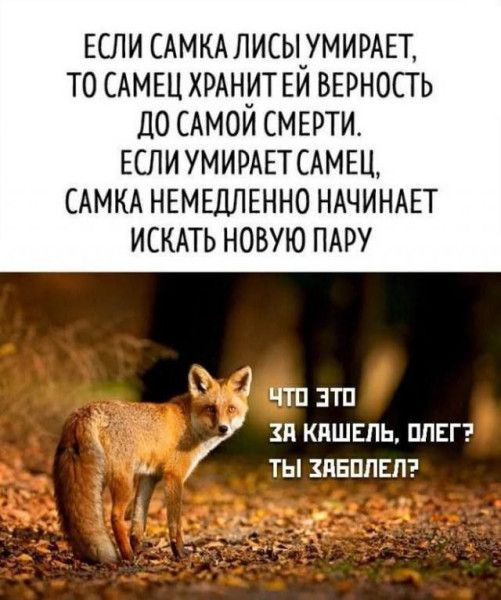 ЕСЛИ САМКА ЛИСЫ УМИРАЕТ, ТО САМЕЦ ХРАНИТ ЕЙ ВЕРНОСТЬ ДО САМОЙ СМЕРТИ. ЕСЛИ УМИРАЕТ САМЕЦ, САМКА НЕМЕДЛЕННО НАЧИНАЕТ ИСКАТЬ НОВУЮ ПАРУ
что это за кашель, олег? ты заболел?