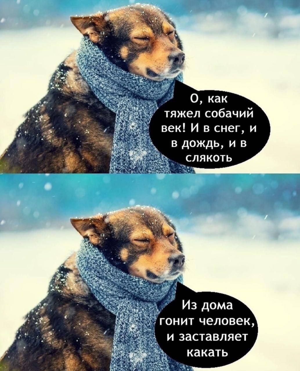 О, как тяжёл собачий век! И в снег, и в дождь, и в слякоть. Из дома гонит человек, и заставляет каκать