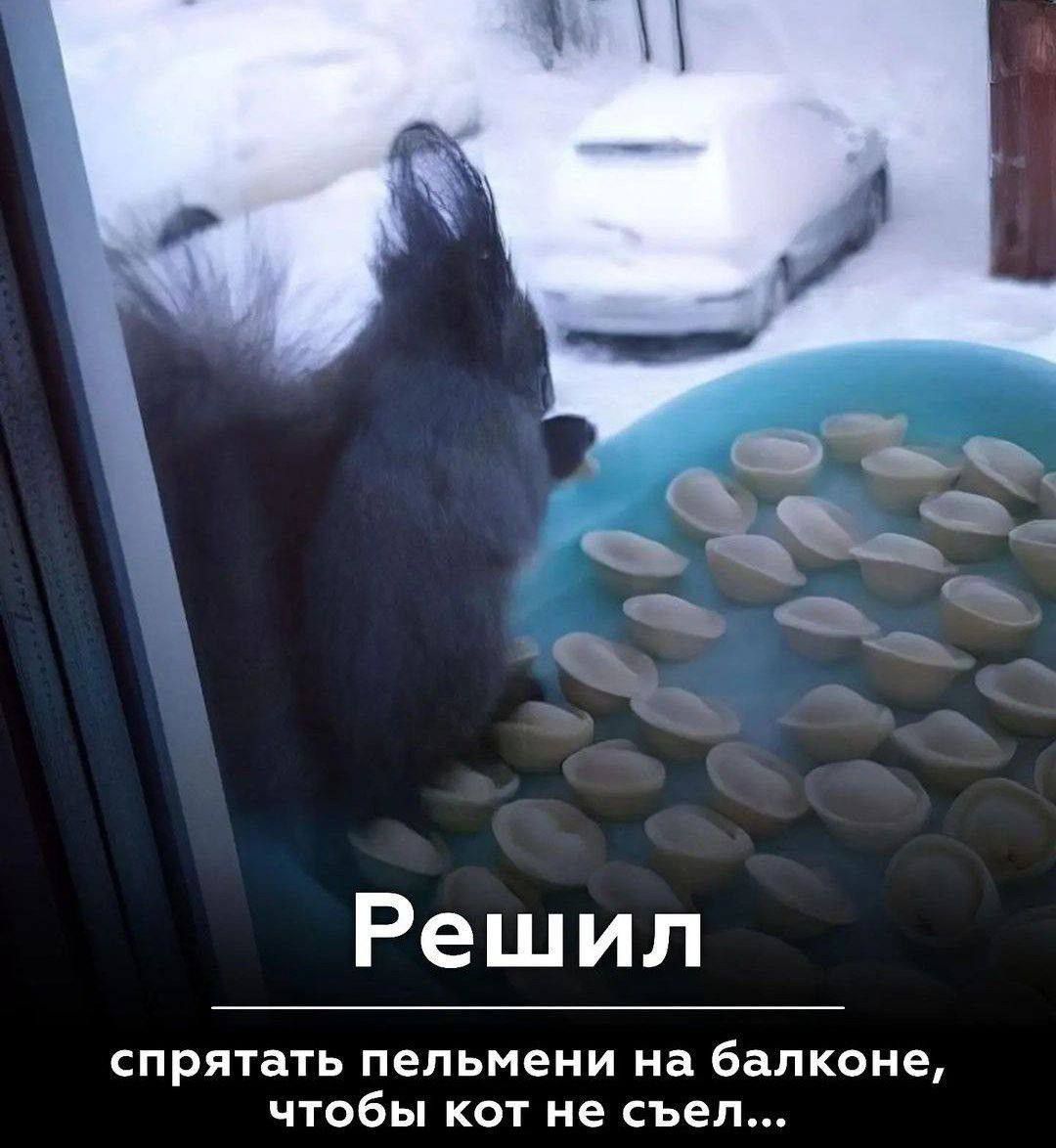 Решил спрятать пельмени на балконе, чтобы кот не съел...