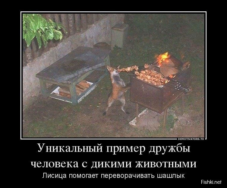 Уникальный пример дружбы человека с дикими животными
Лисица помогает переворачивать шашлык