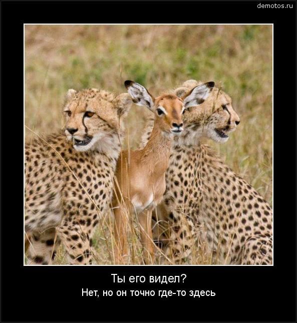 Ты его видел?\nНет, но он точно где-то здесь