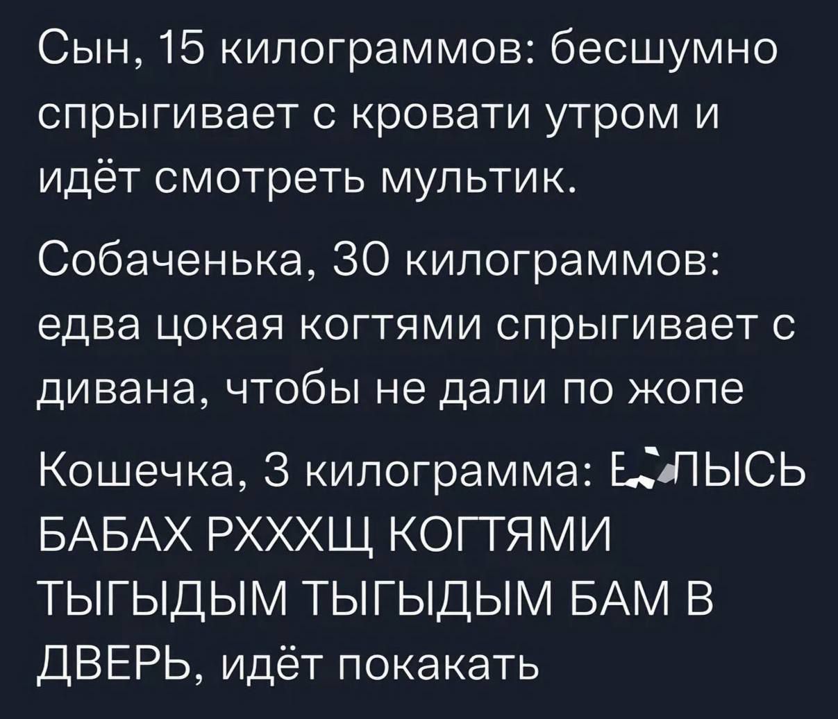 Сын, 15 килограммов: бесшумно спрыгивает с кровати утром и идёт смотреть мультфильм. Собаченька, 30 килограммов: едва цокая когтями спрыгивает с дивана, чтобы не дали по жопе. Кошечка, 3 килограмма: ... идёт покакать.